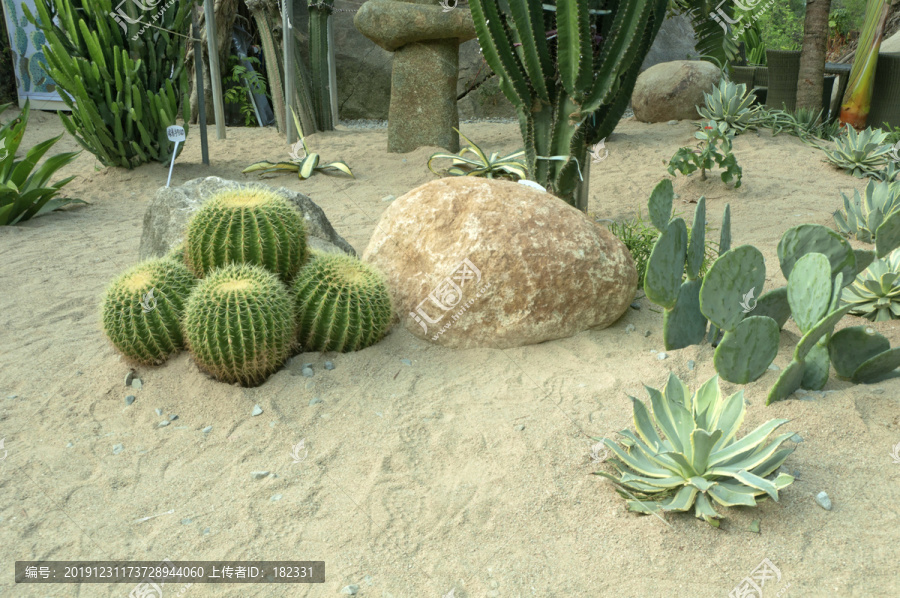 沙生植物园林景色