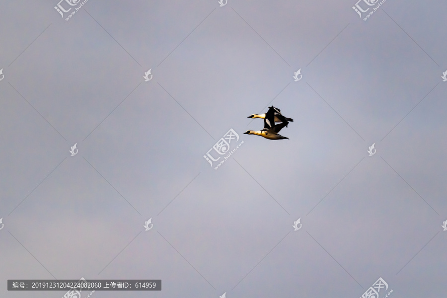 飞翔的熊猫鸭