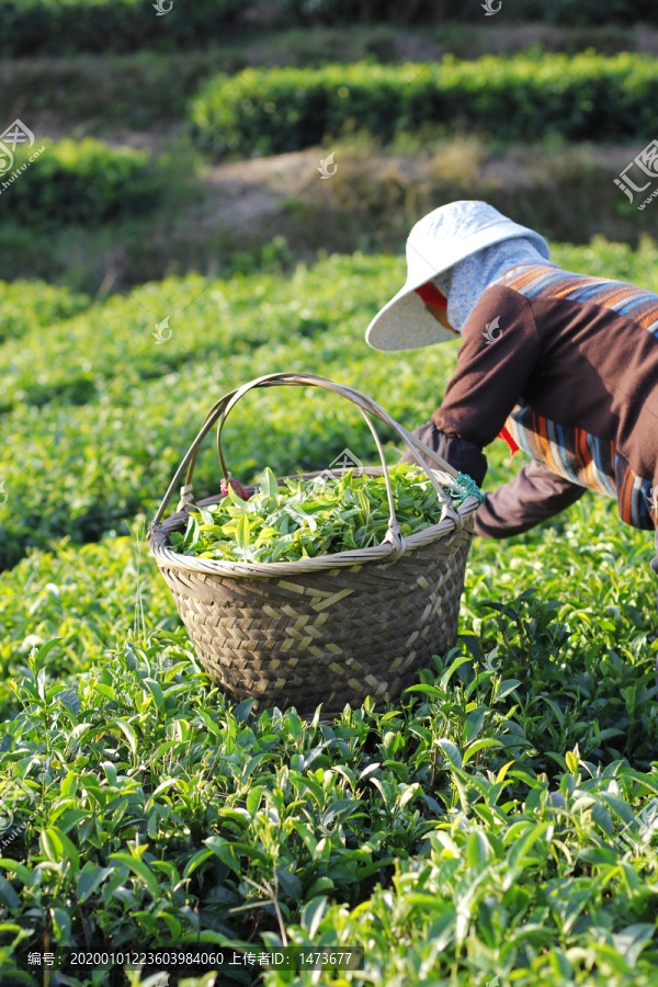 茶山采茶