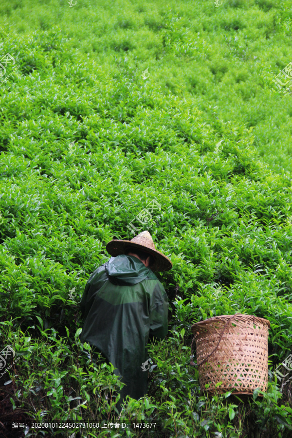 茶山采茶