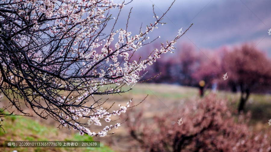 山花绽放