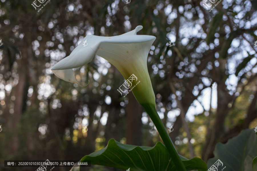 野百合花