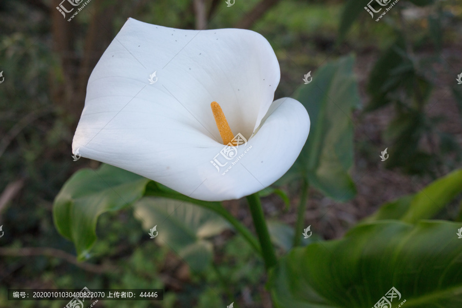 野百合花