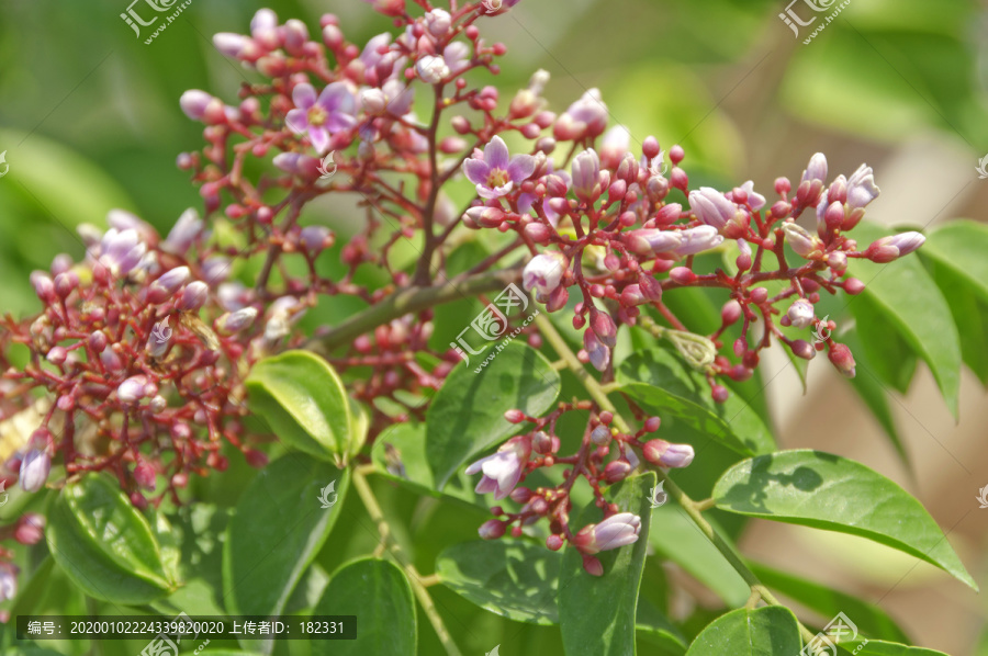 杨桃花