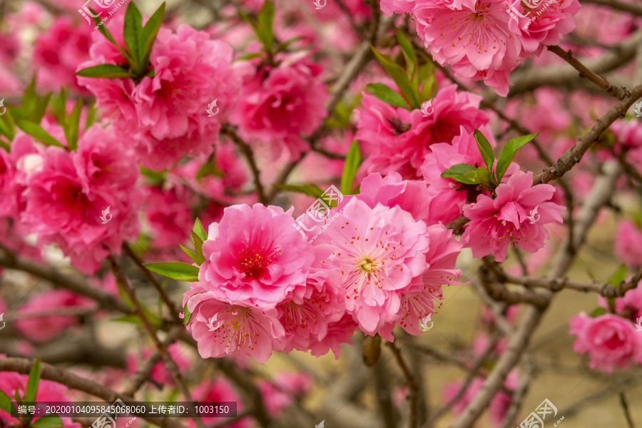 春天桃花盛开