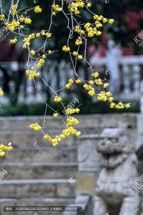 大兴善寺梅花