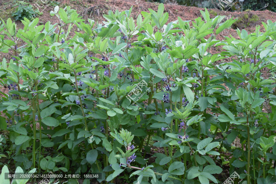 胡豆开花