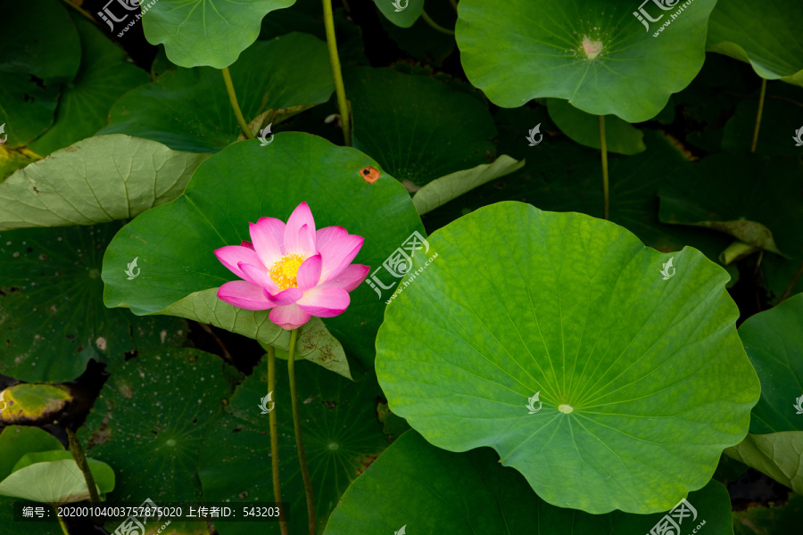 夏粉色荷花莲花荷叶池塘