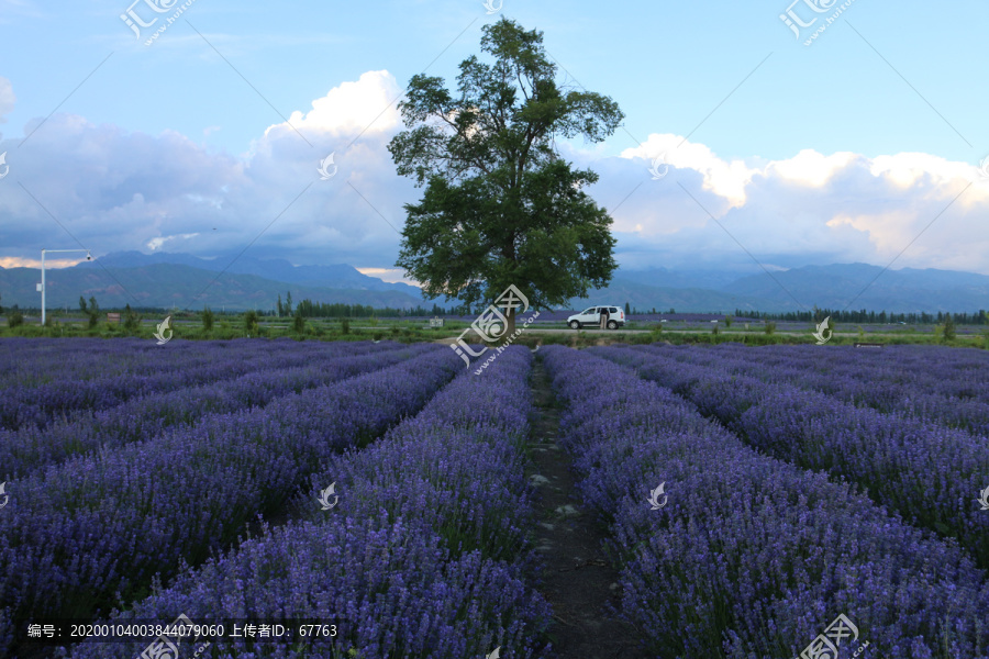 薰衣草花田里面的大树