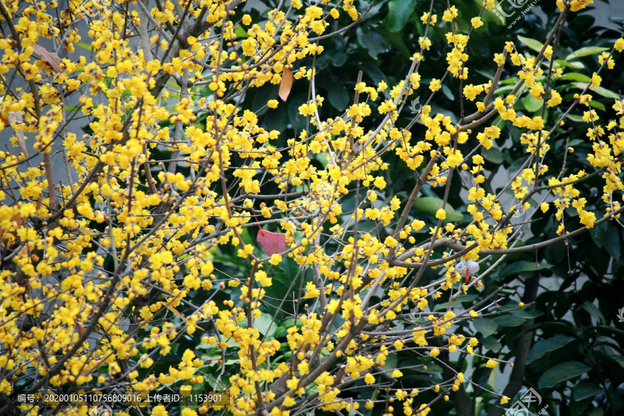 蜡梅花