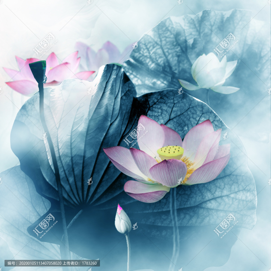 荷花
