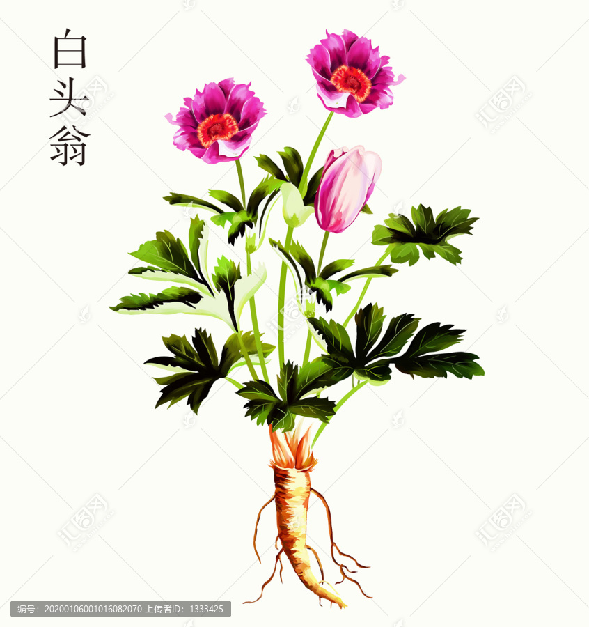 原創(chuàng)手繪草藥白頭翁