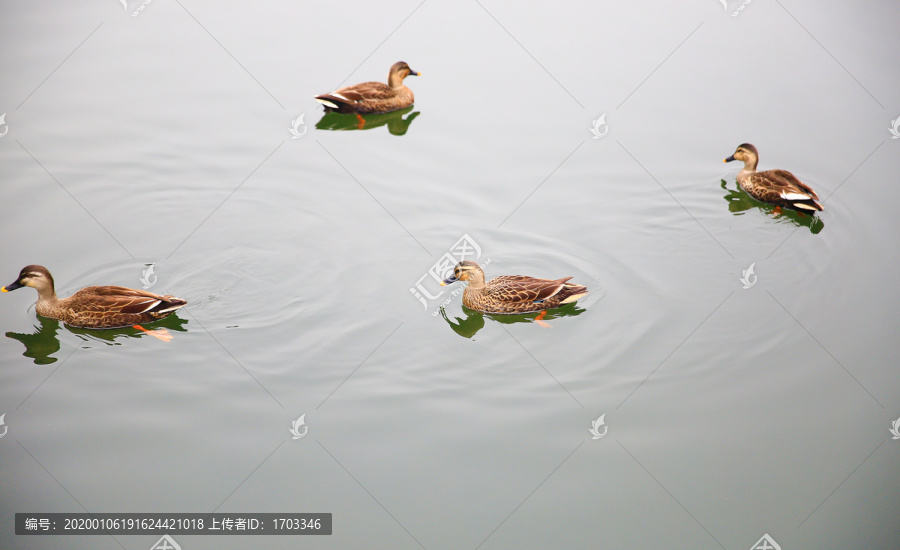 野鸭