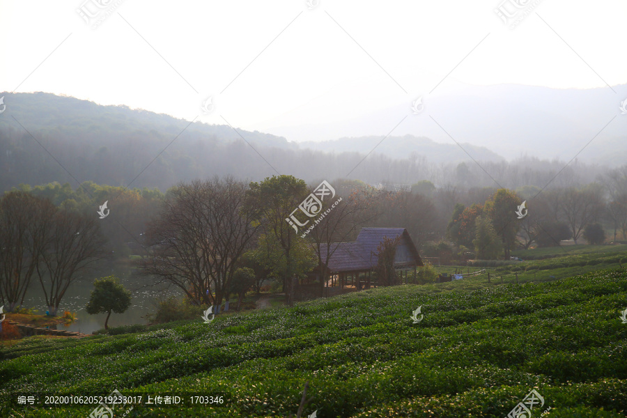 西湖龙井茶园