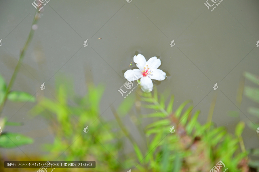 落花流水