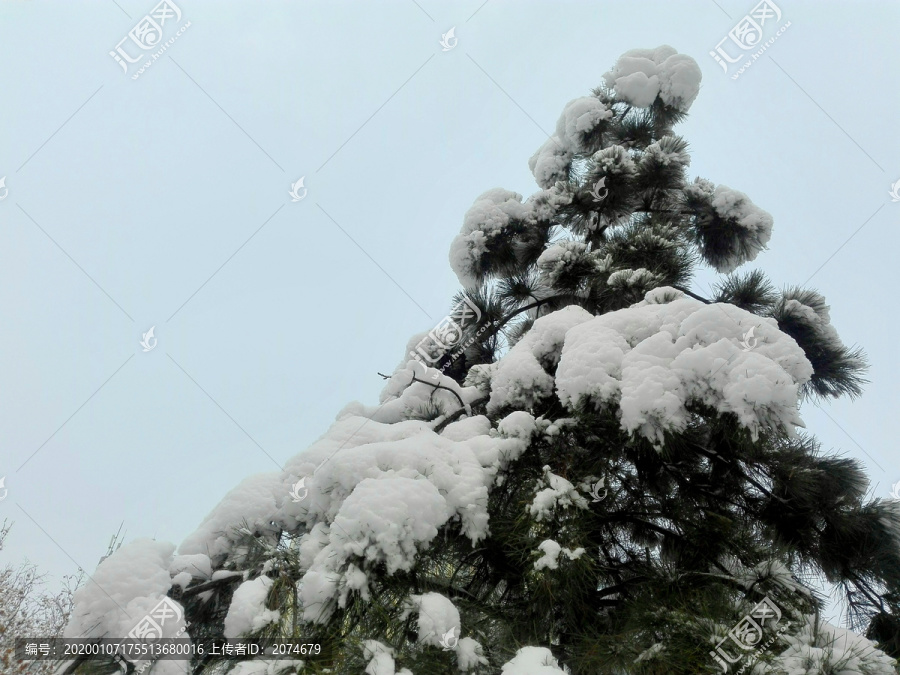 大雪压青松