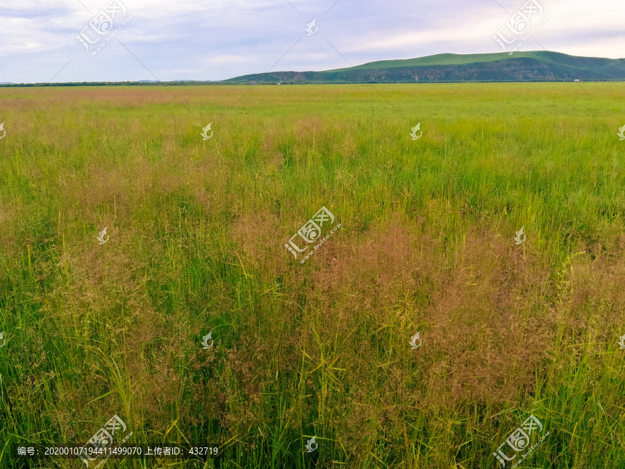 湿地红草