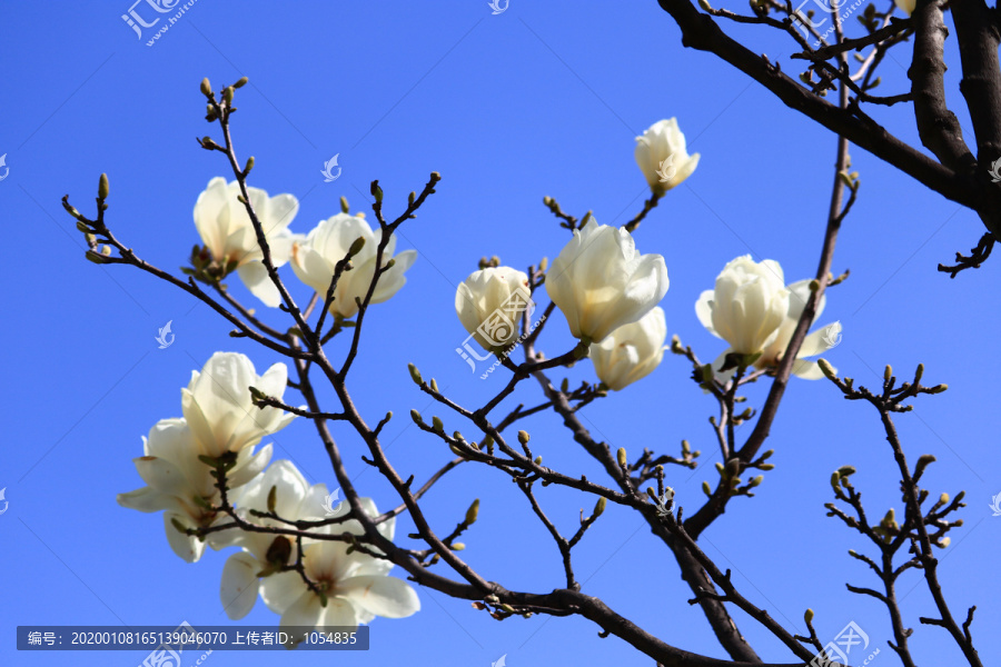 玉兰花