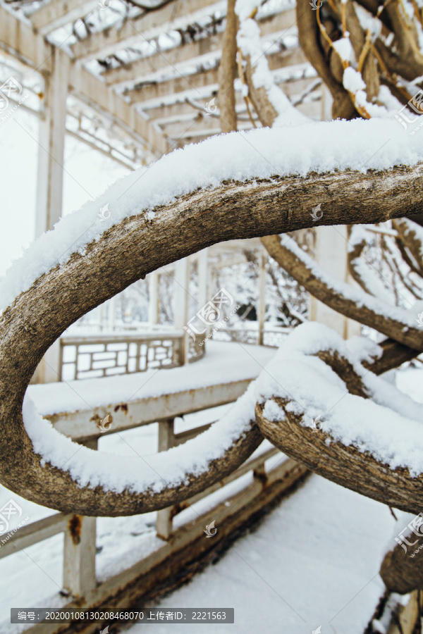 覆盖着积雪的藤蔓