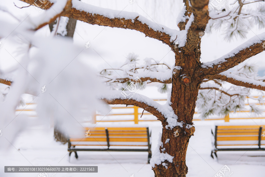 树枝上的积雪