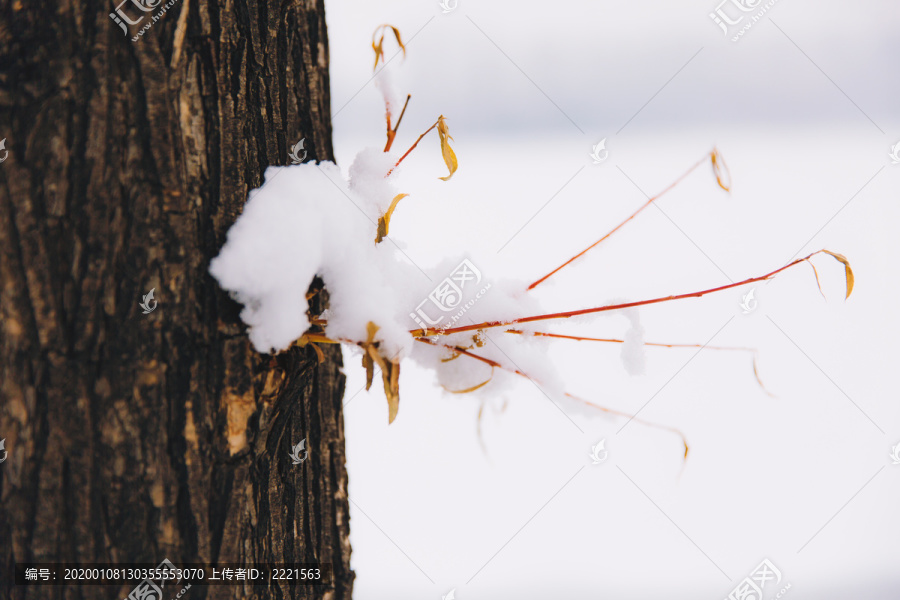 积雪覆盖的树枝