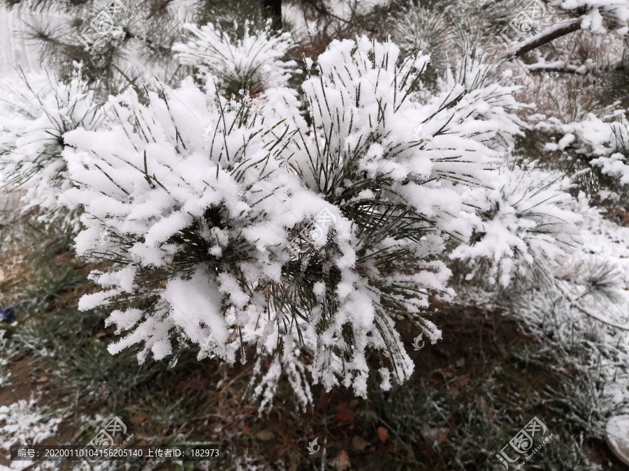 雪松