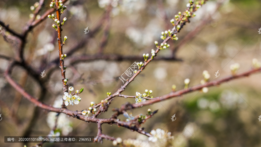 梅花