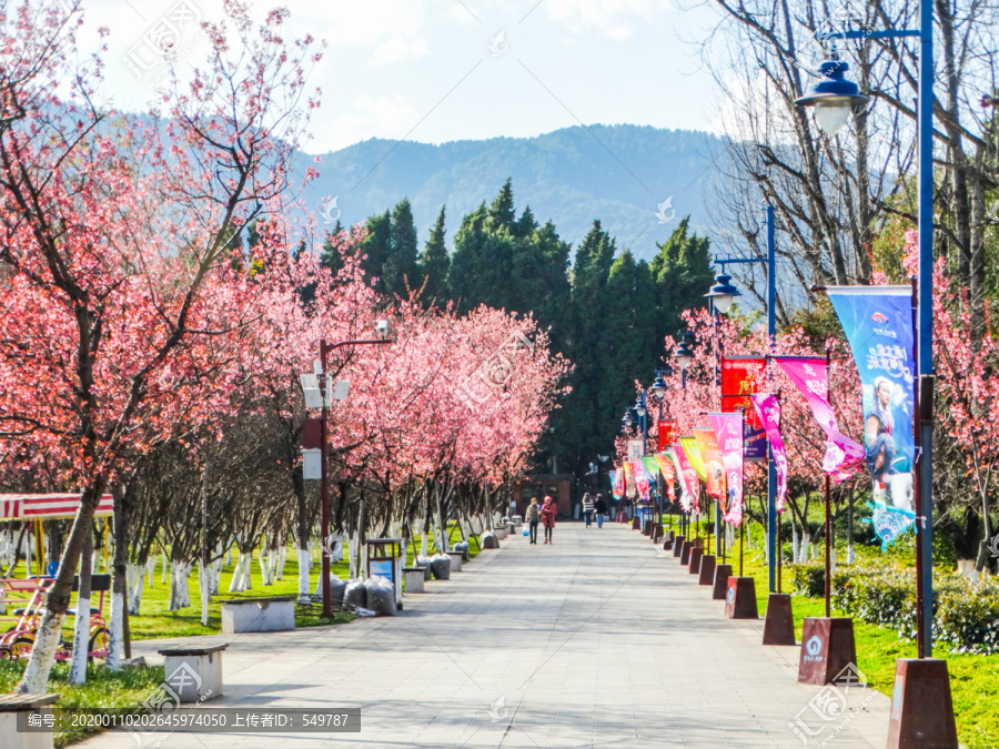 冬樱花步道