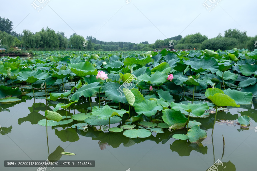 荷花池