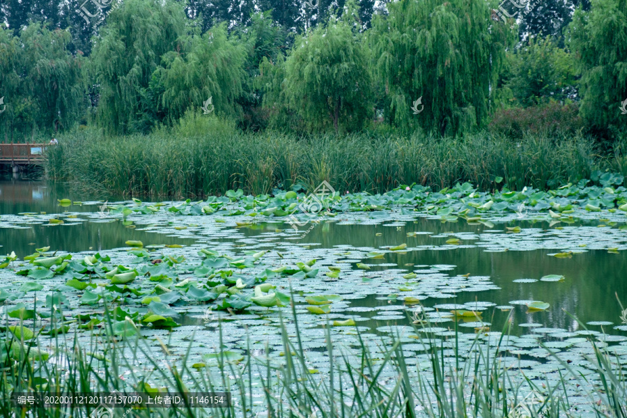 沼泽地