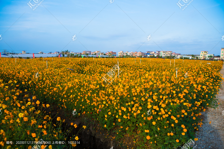 花海