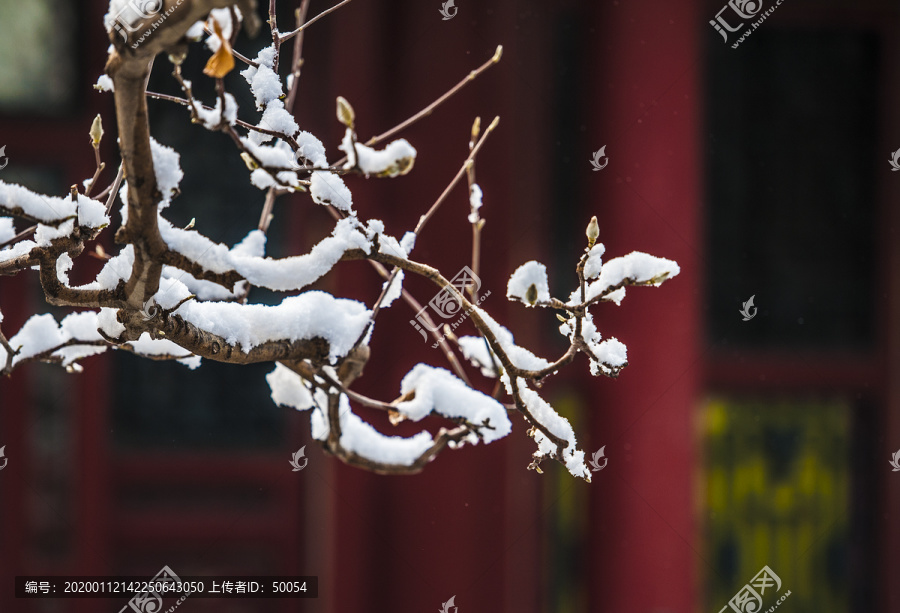 北京颐和园雪景玉兰傲雪