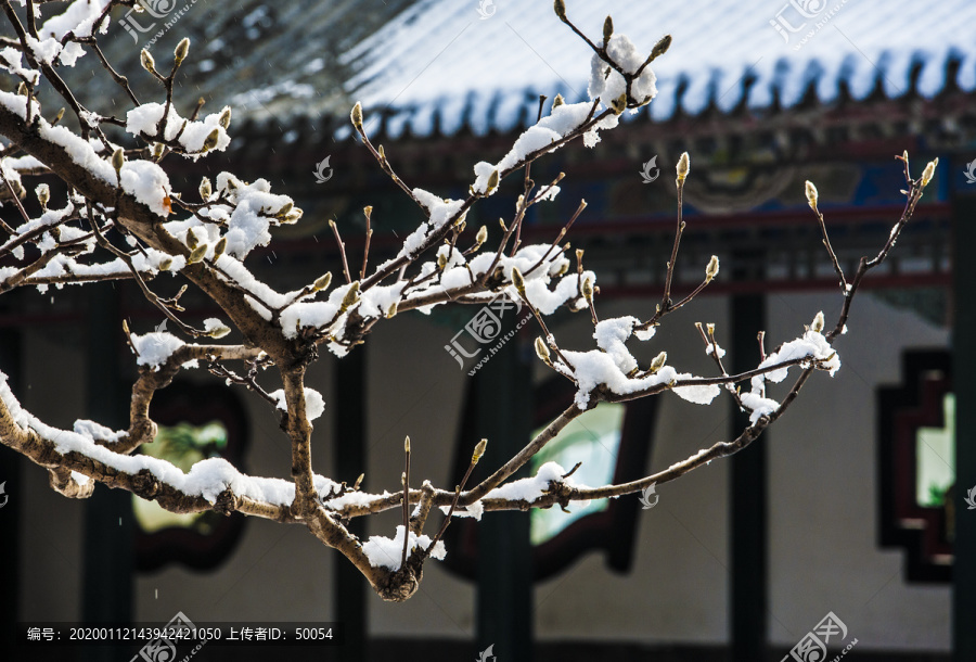 北京颐和园雪景玉兰傲雪