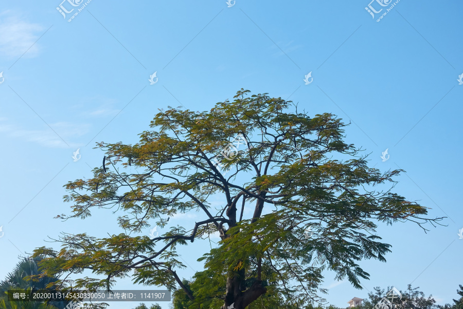 藍天白云樹