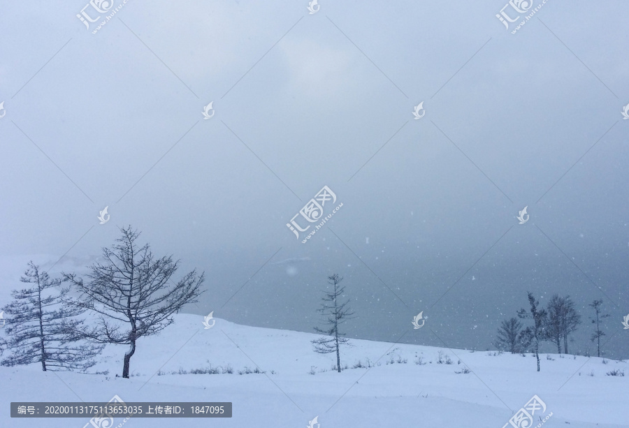 雪景孤树