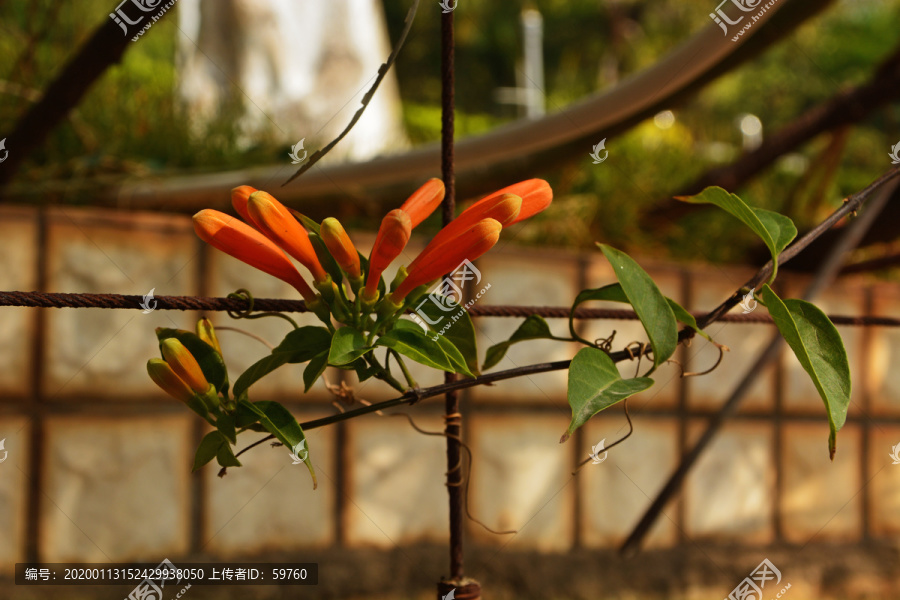 炮仗花