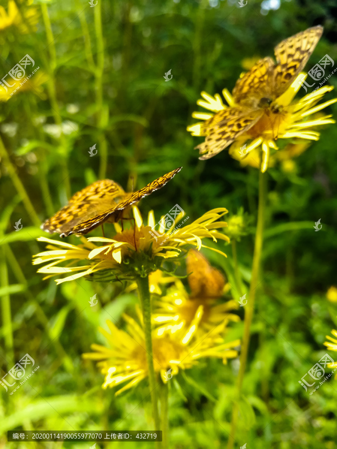 蝴蝶野菊花