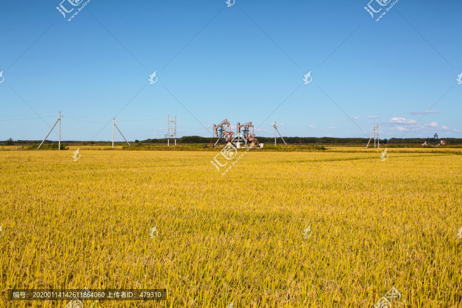 水稻田地