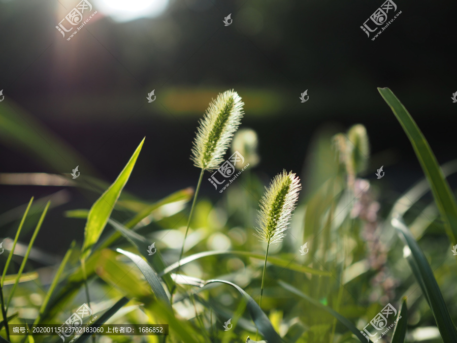 狗尾巴草