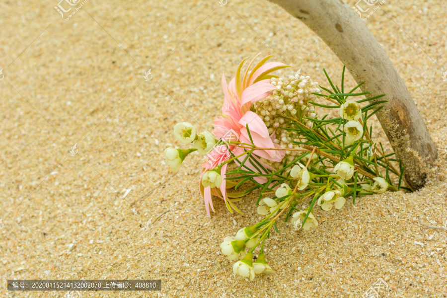 海边沙滩上美丽的鲜花花卉