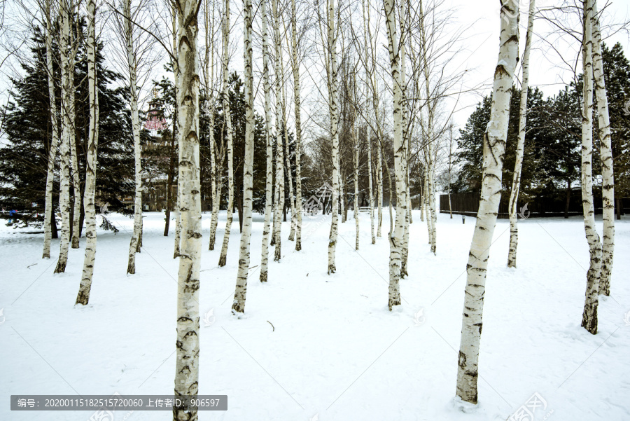 雪景白桦