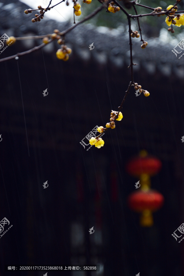 雨中腊梅花枝