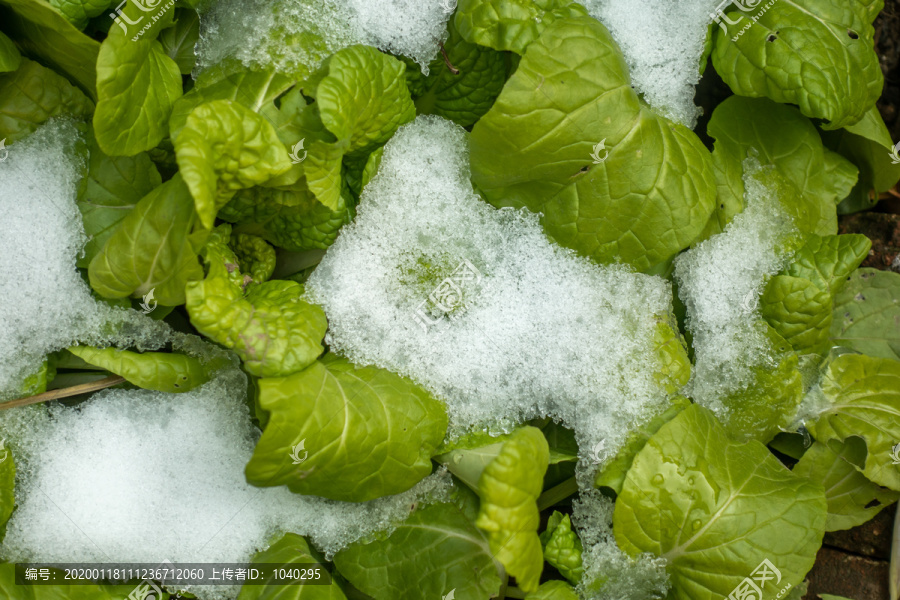 雪地里的绿色蔬菜