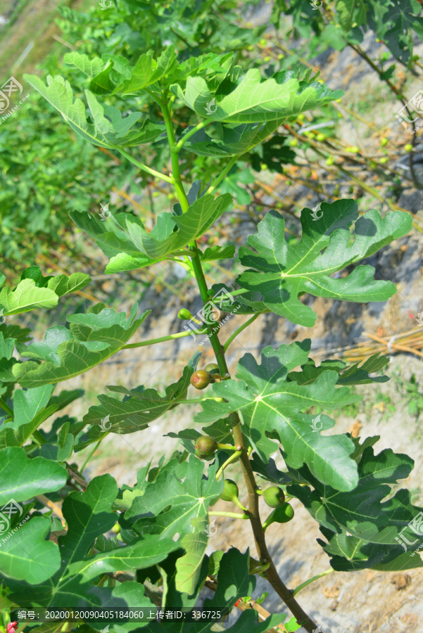 果园里的无花果果树及果实