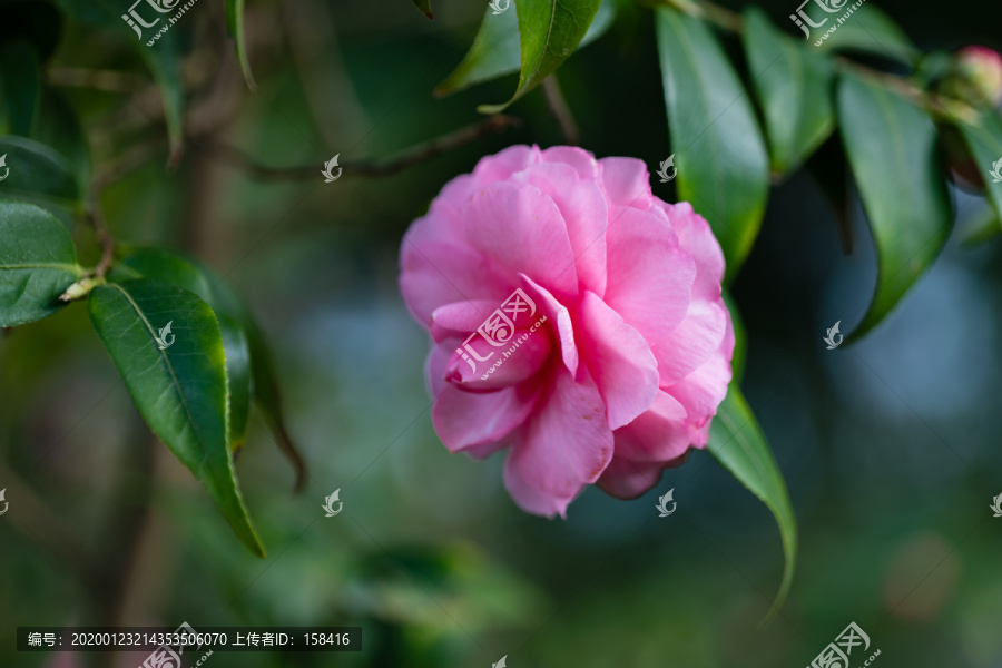 茶花