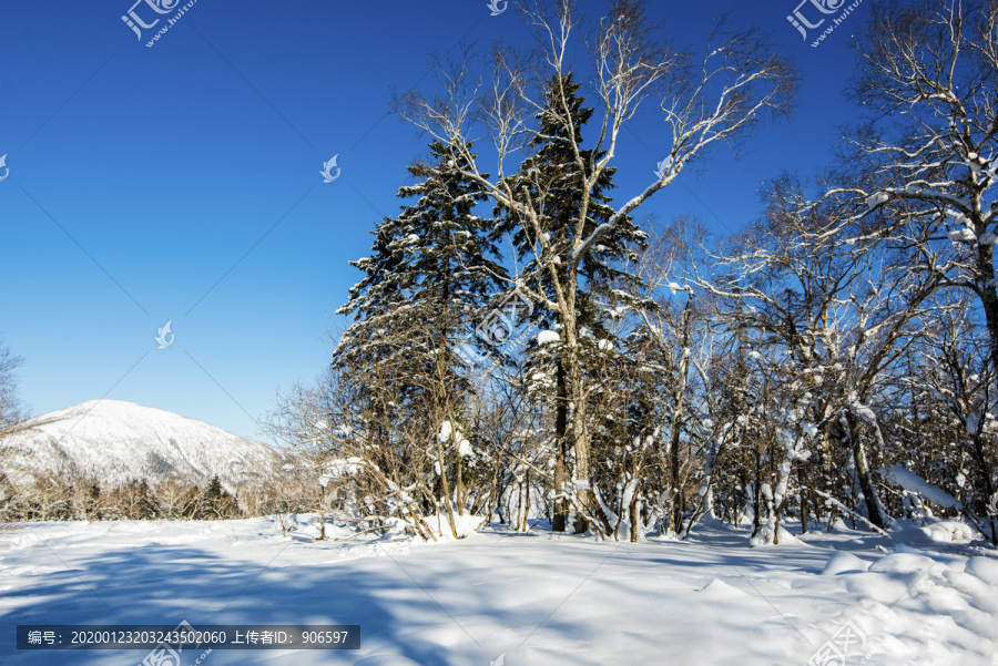 雪地雪景树林