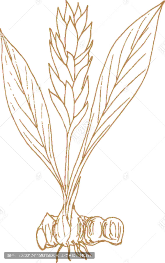 植物矢量線描之姜黃