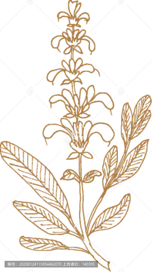 植物矢量線描之鼠尾草
