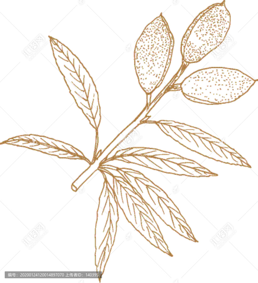 植物矢量線描之杏