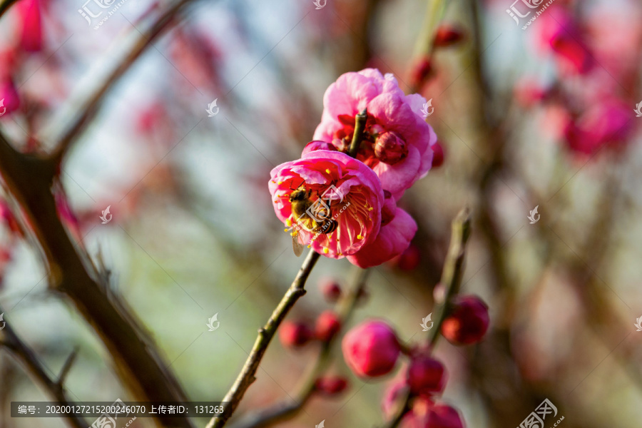 梅花